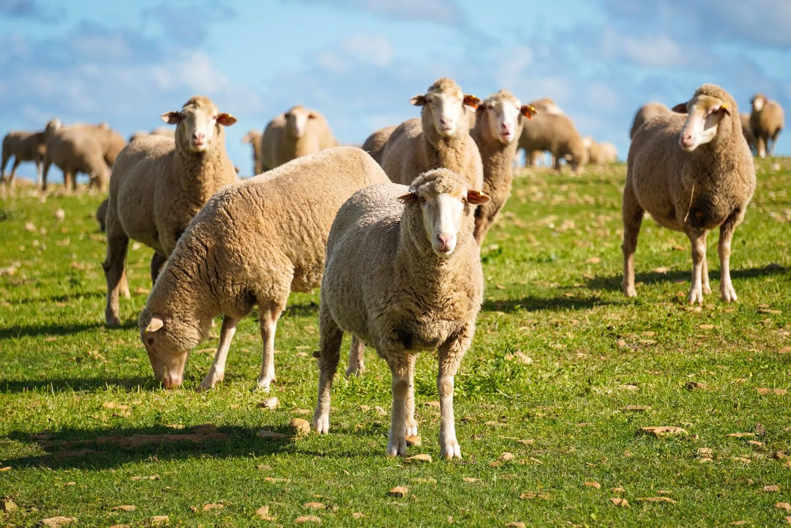 What Farm Insurance Can Cover in Western Australia